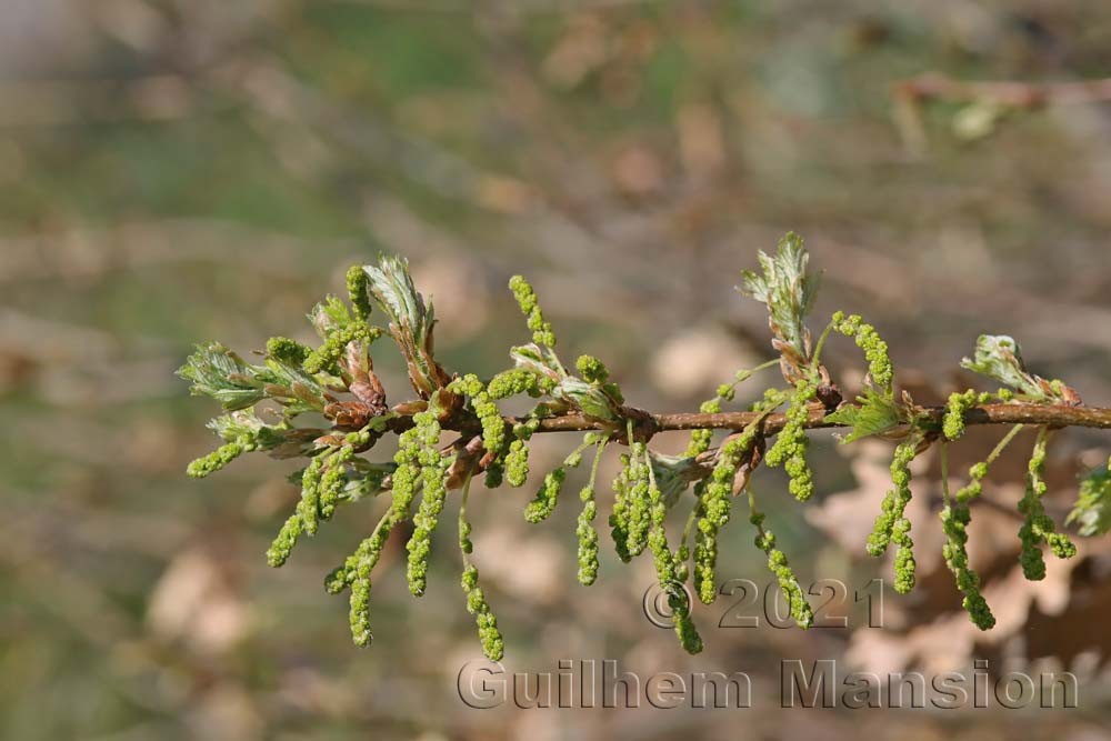 Quercus pubescens