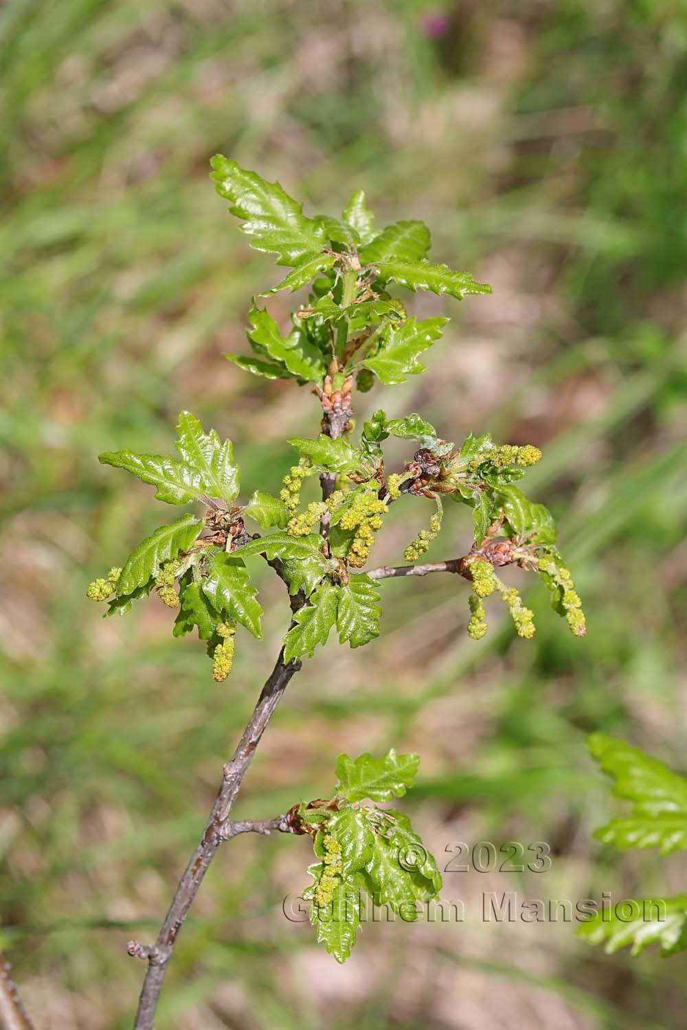 Quercus pubescens