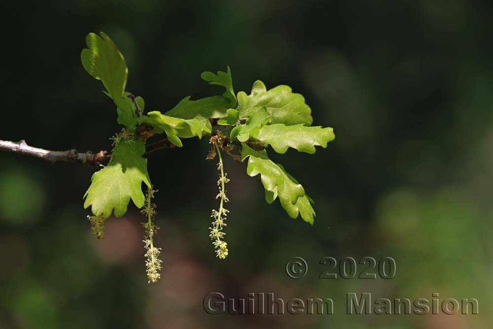 Quercus robur