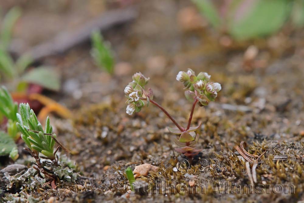 Radiola linoides