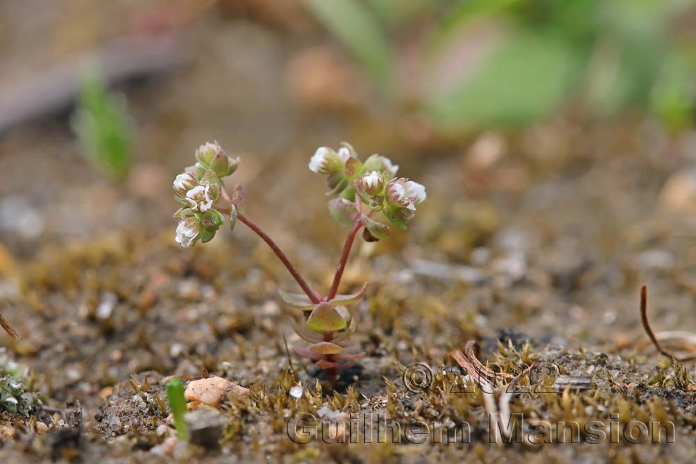 Radiola linoides