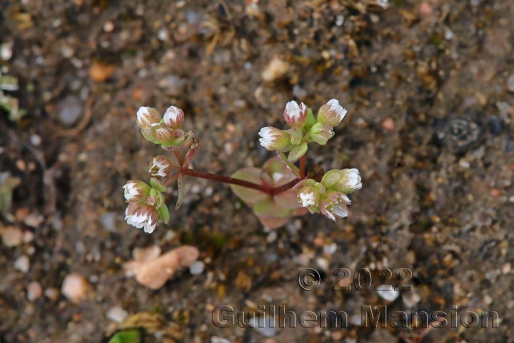 Radiola linoides