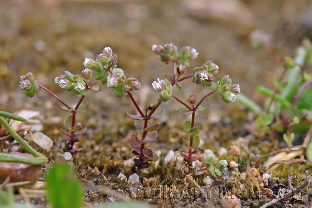 Radiola linoides