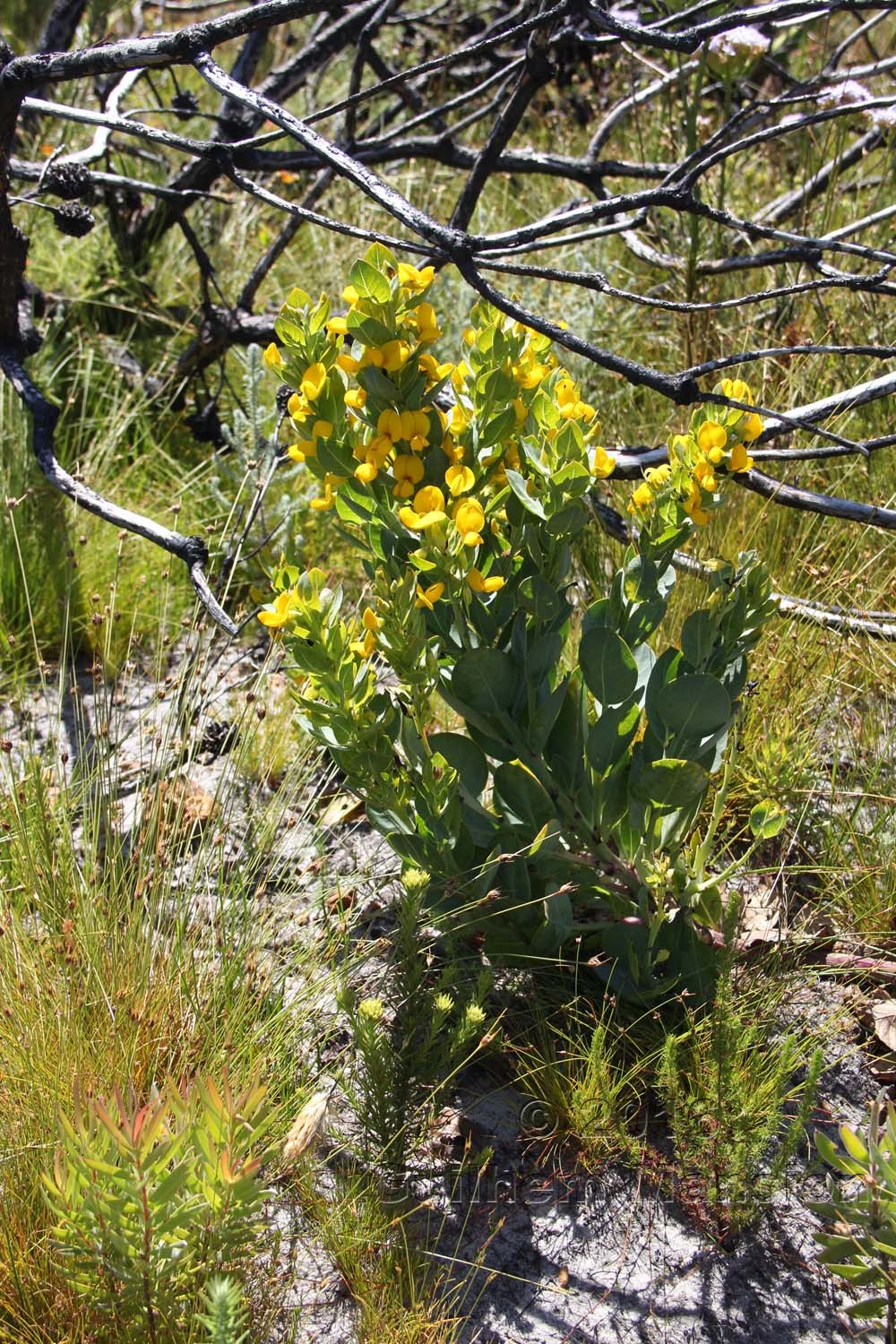 Rafnia triflora