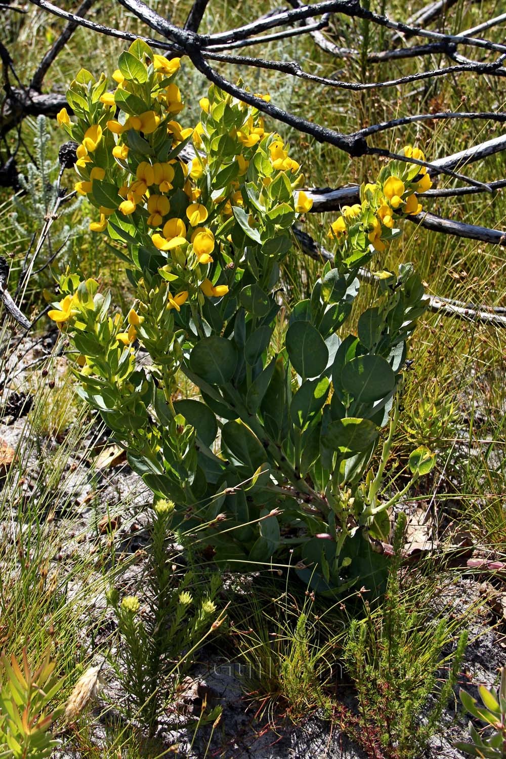 Rafnia triflora