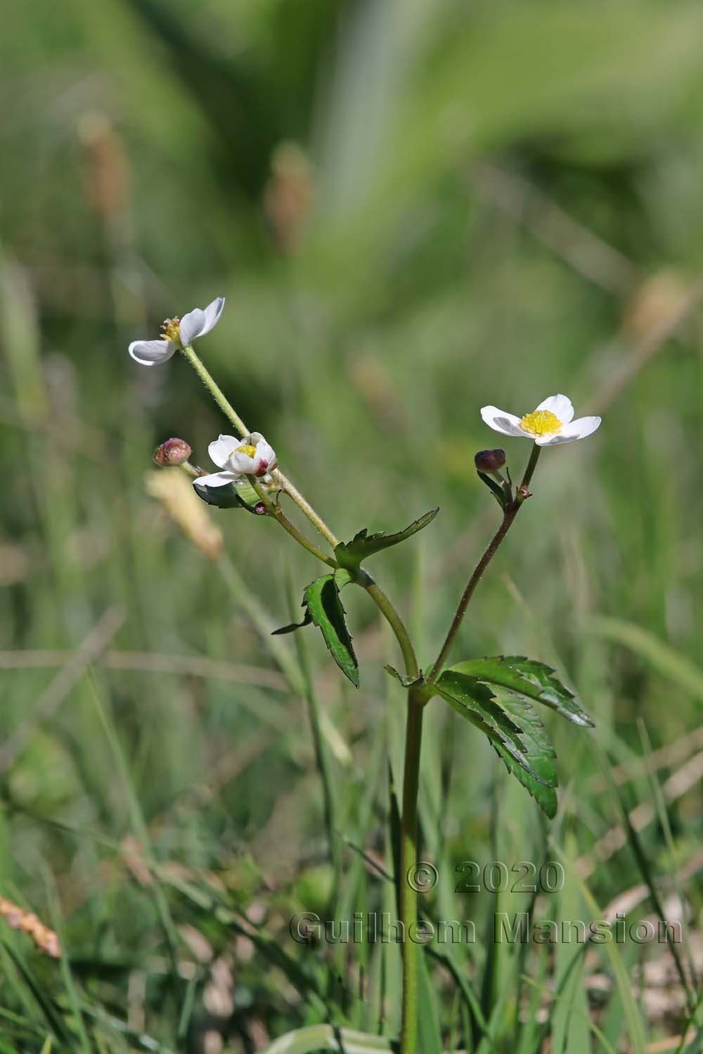 Ranunculus aconitifolius