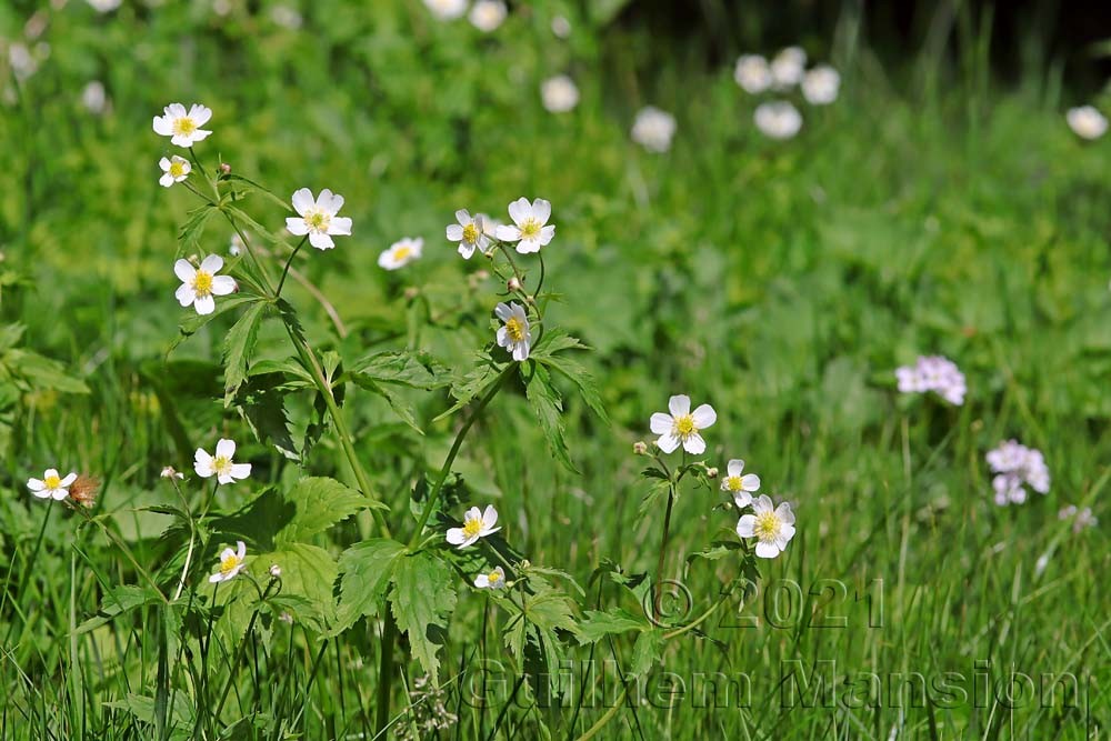 Ranunculus aconitifolius