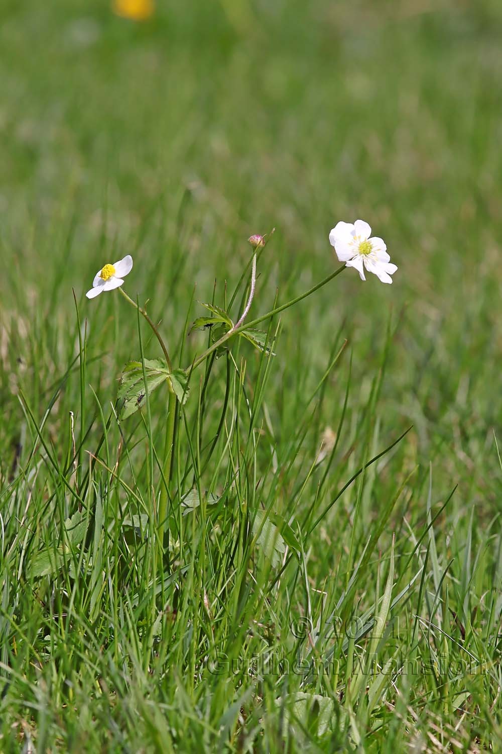 Ranunculus aconitifolius