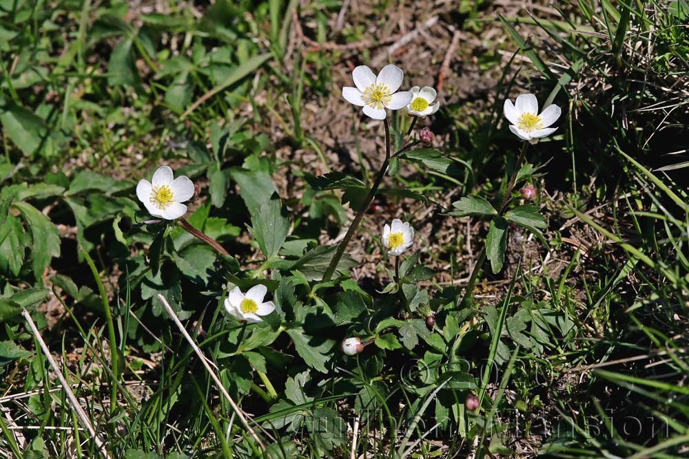 Ranunculus aconitifolius