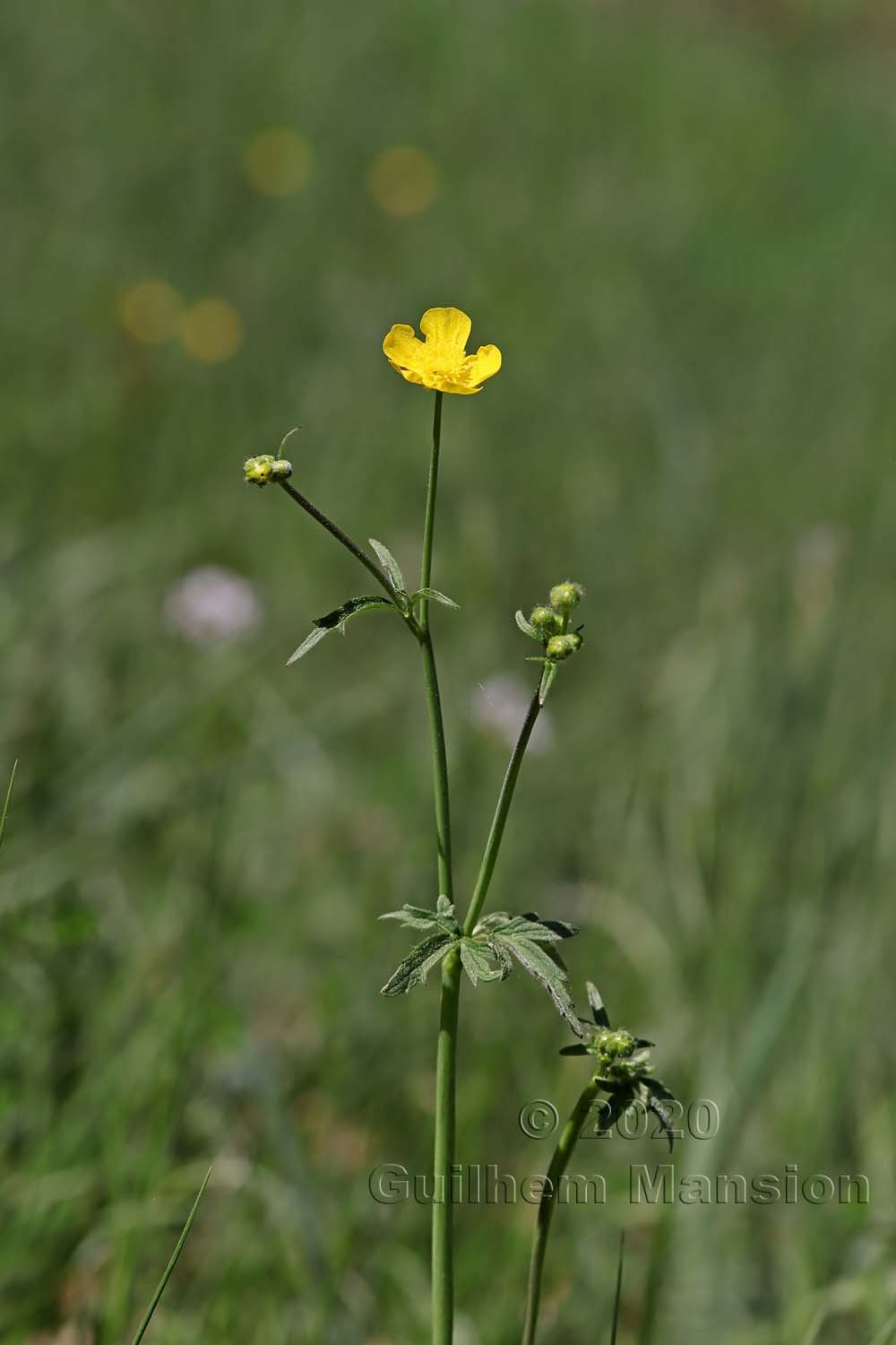 Ranunculus acris