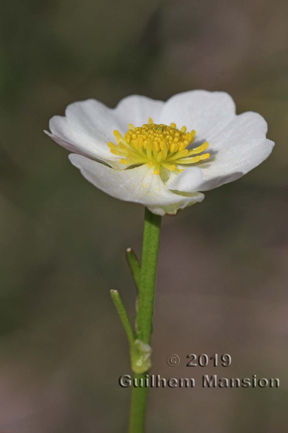 Ranunculus alpestris