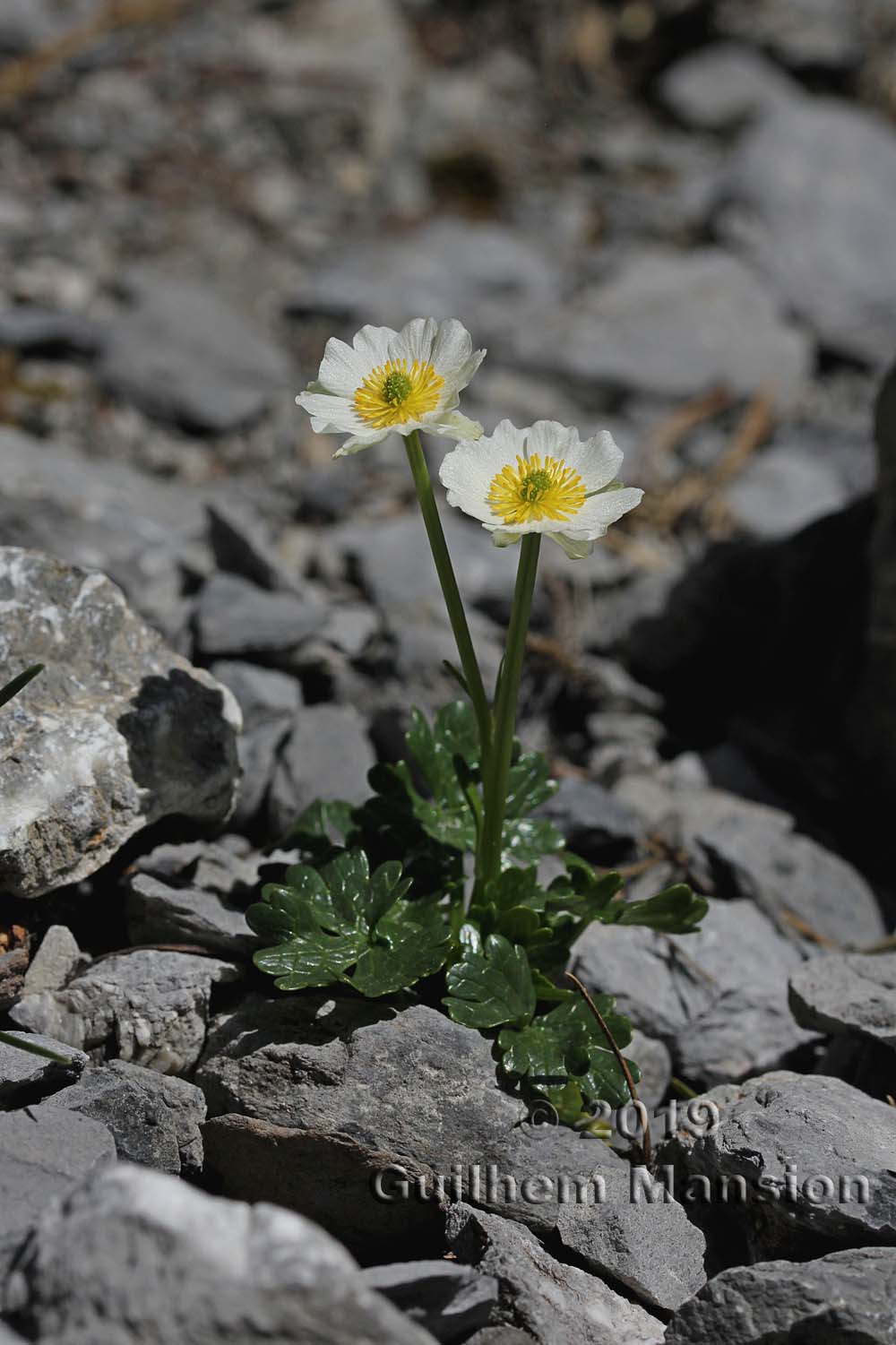 Ranunculus alpestris