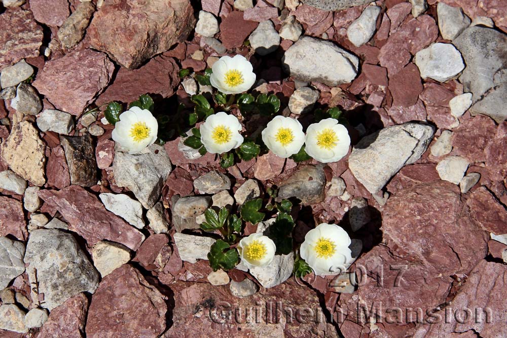 Ranunculus alpestris