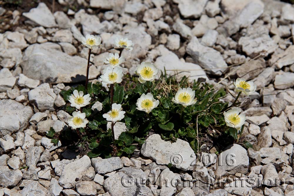 Ranunculus alpestris