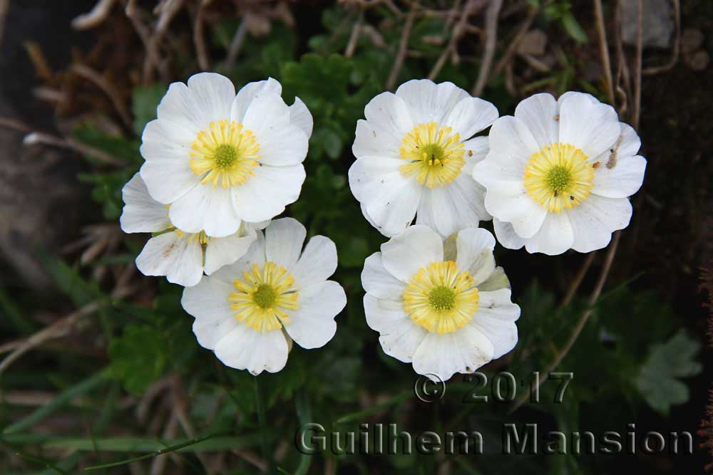 Ranunculus alpestris