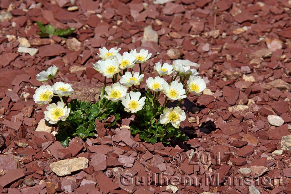 Ranunculus alpestris