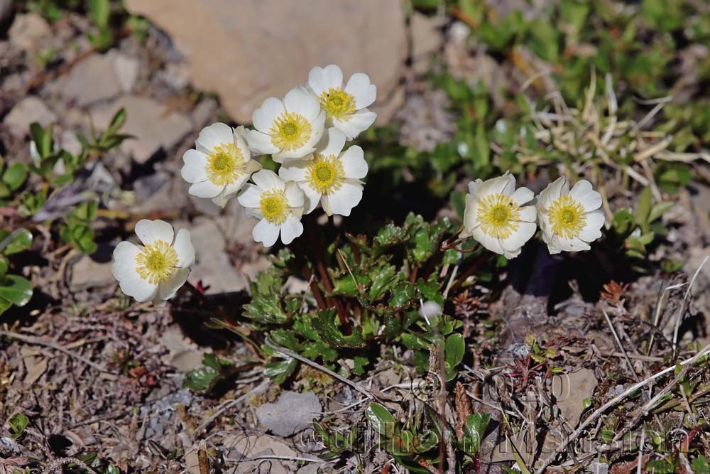 Ranunculus alpestris