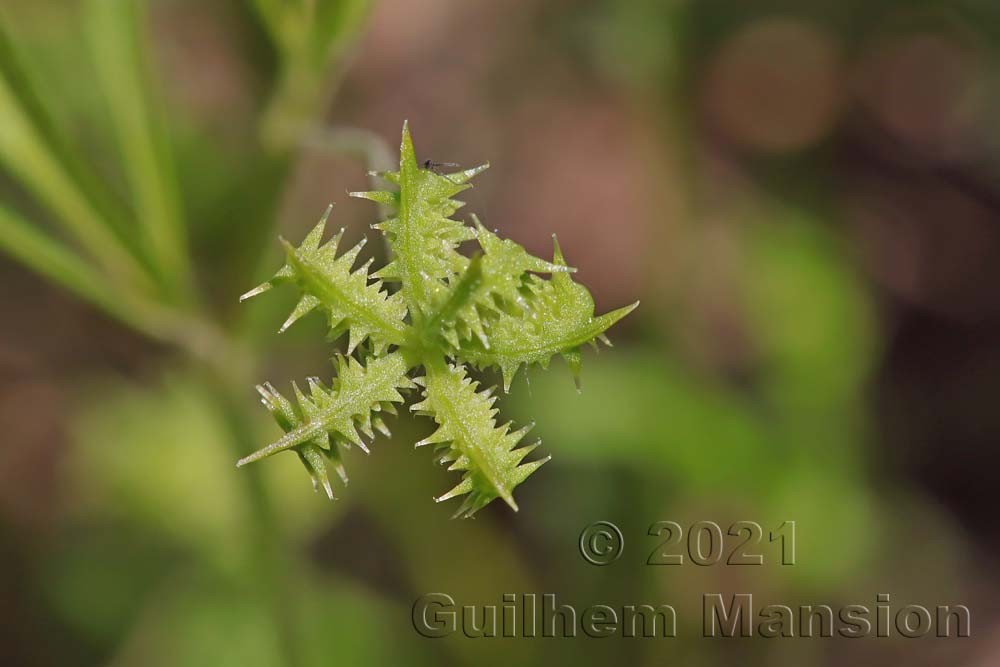 Ranunculus arvensis