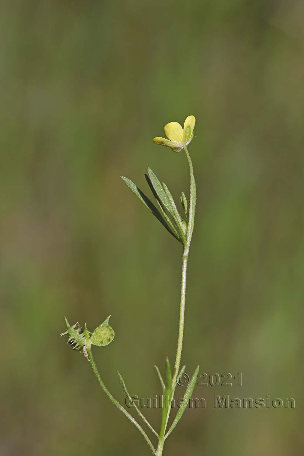 Ranunculus arvensis