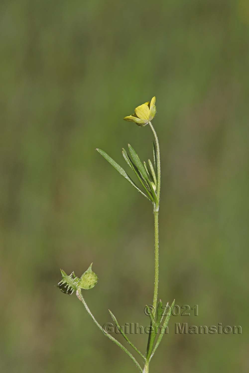 Ranunculus arvensis