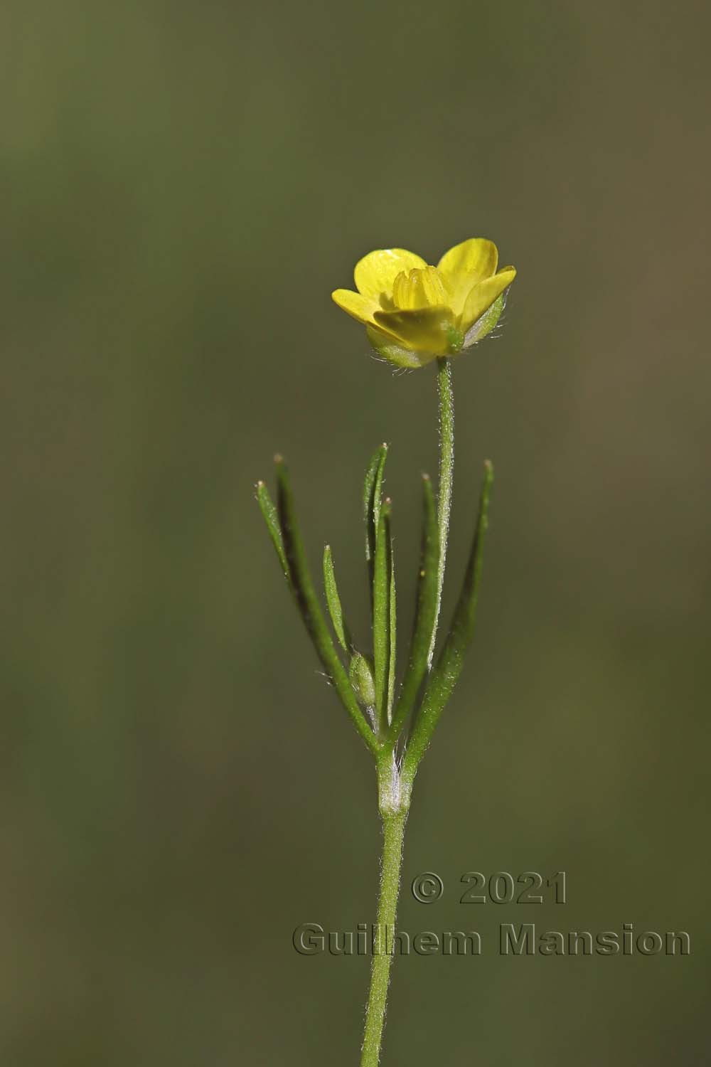 Ranunculus arvensis