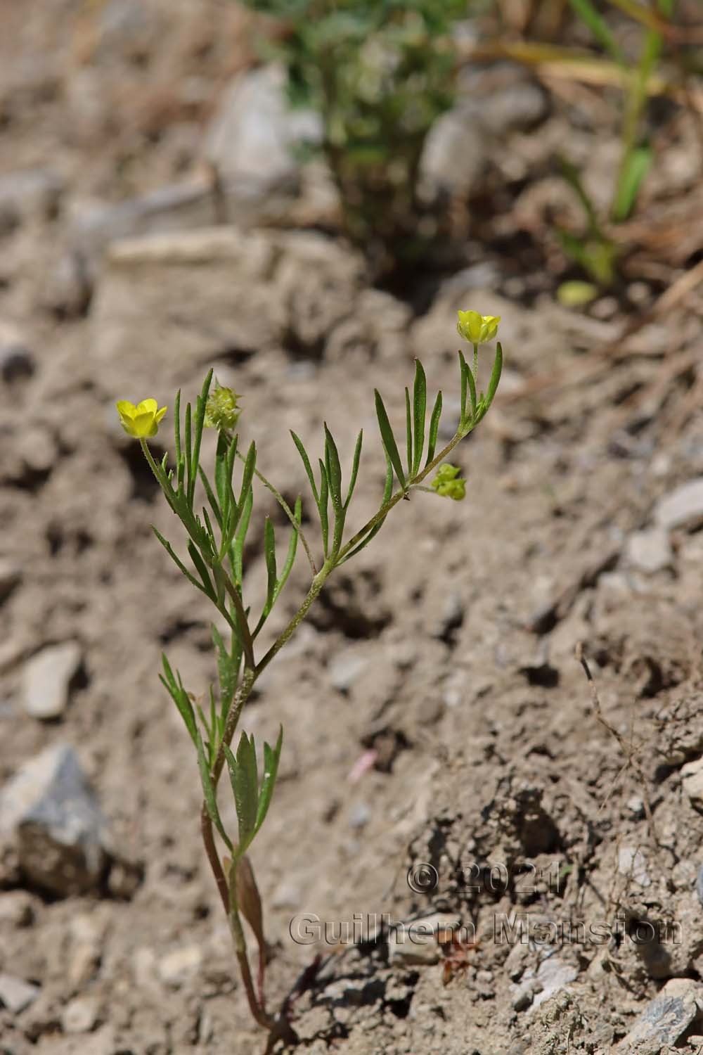 Ranunculus arvensis