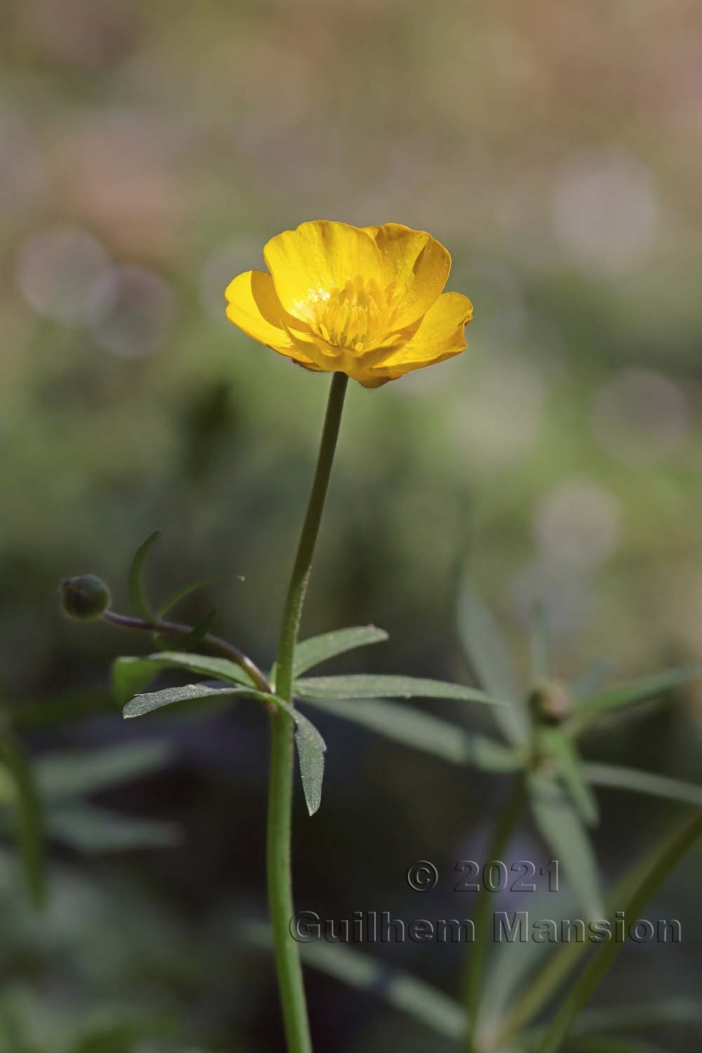 Ranunculus auricomus