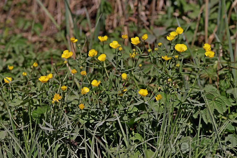 Ranunculus auricomus