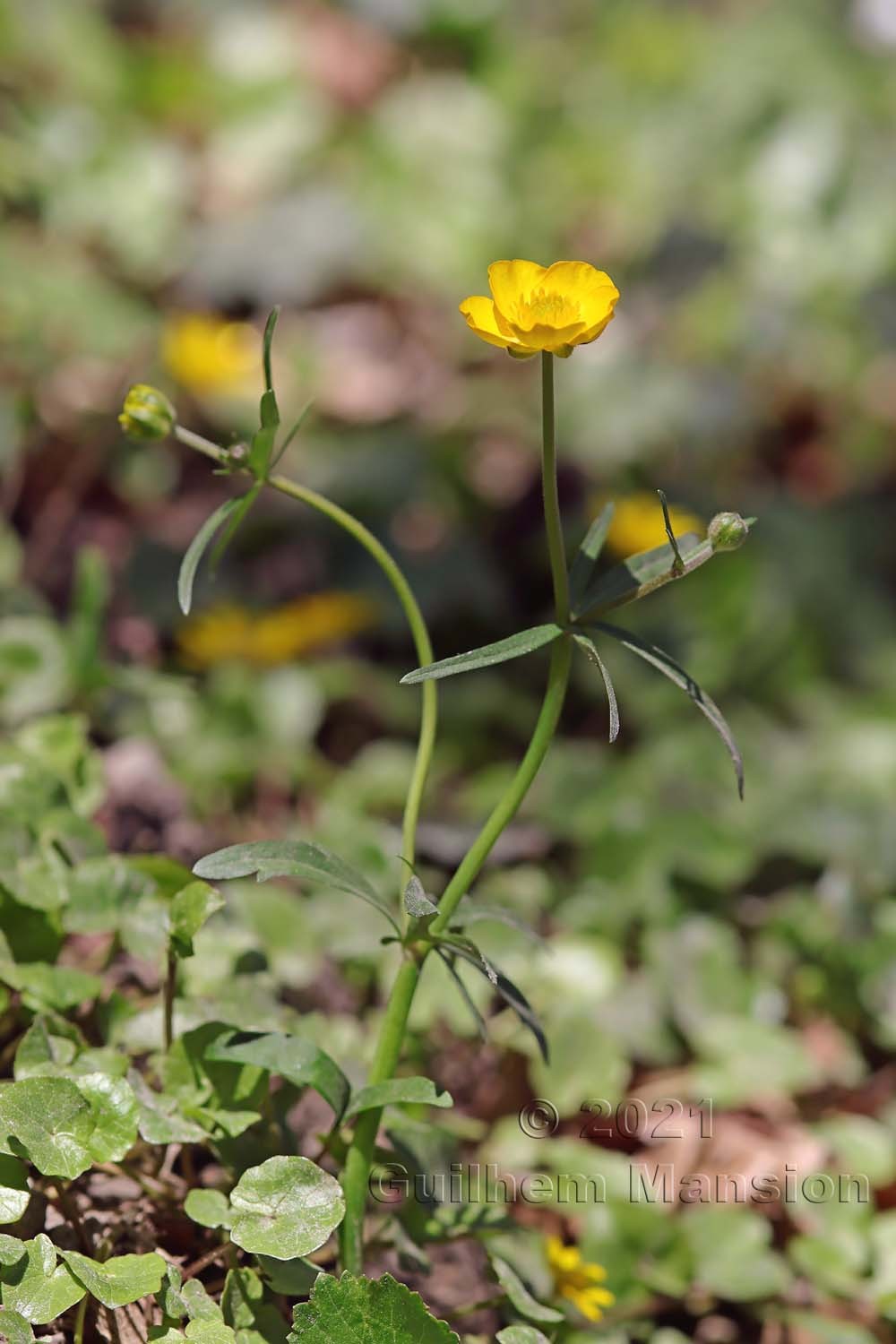 Ranunculus auricomus