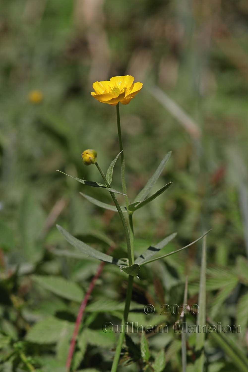 Ranunculus auricomus