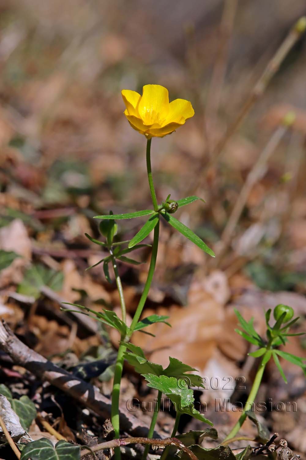 Ranunculus auricomus