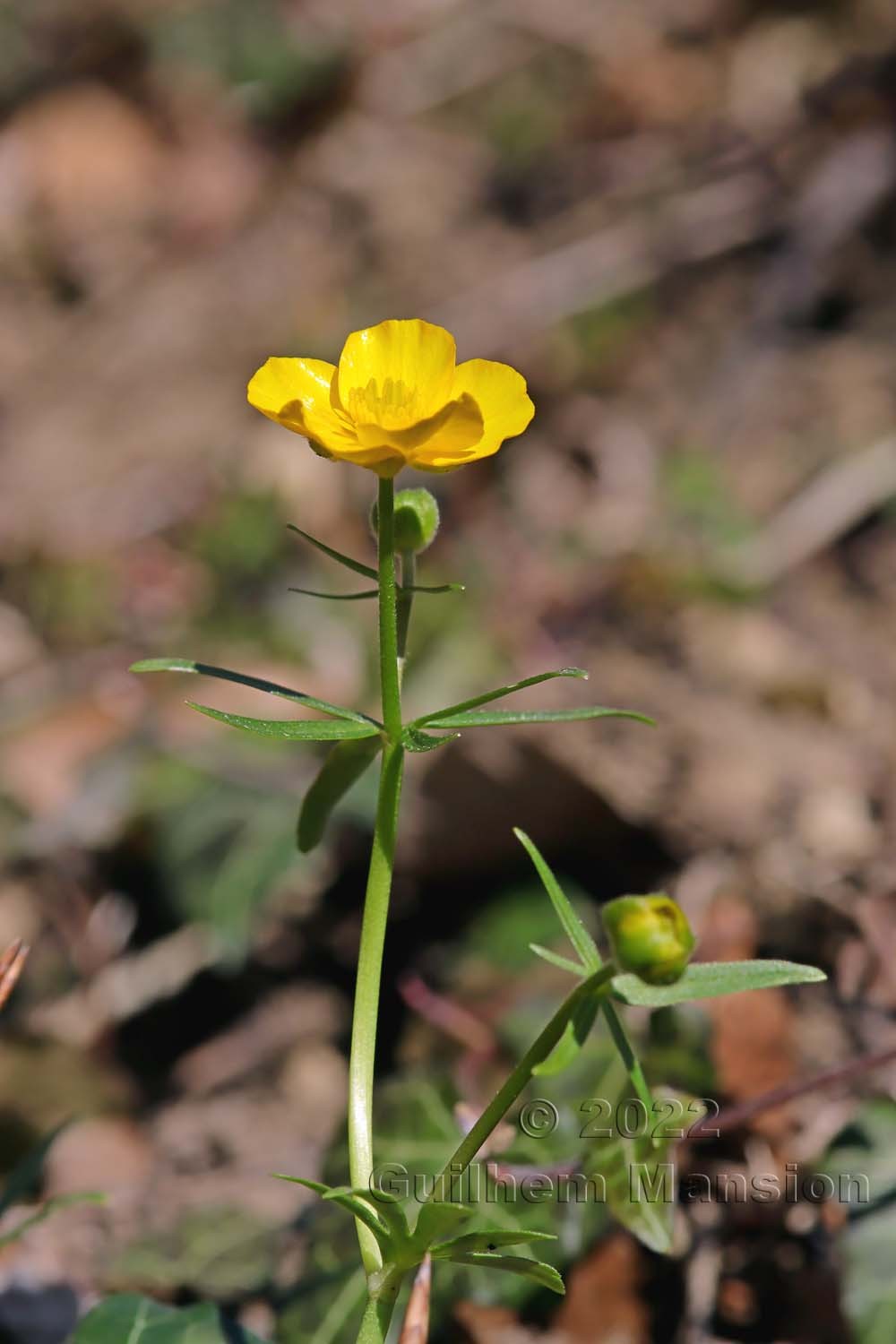 Ranunculus auricomus