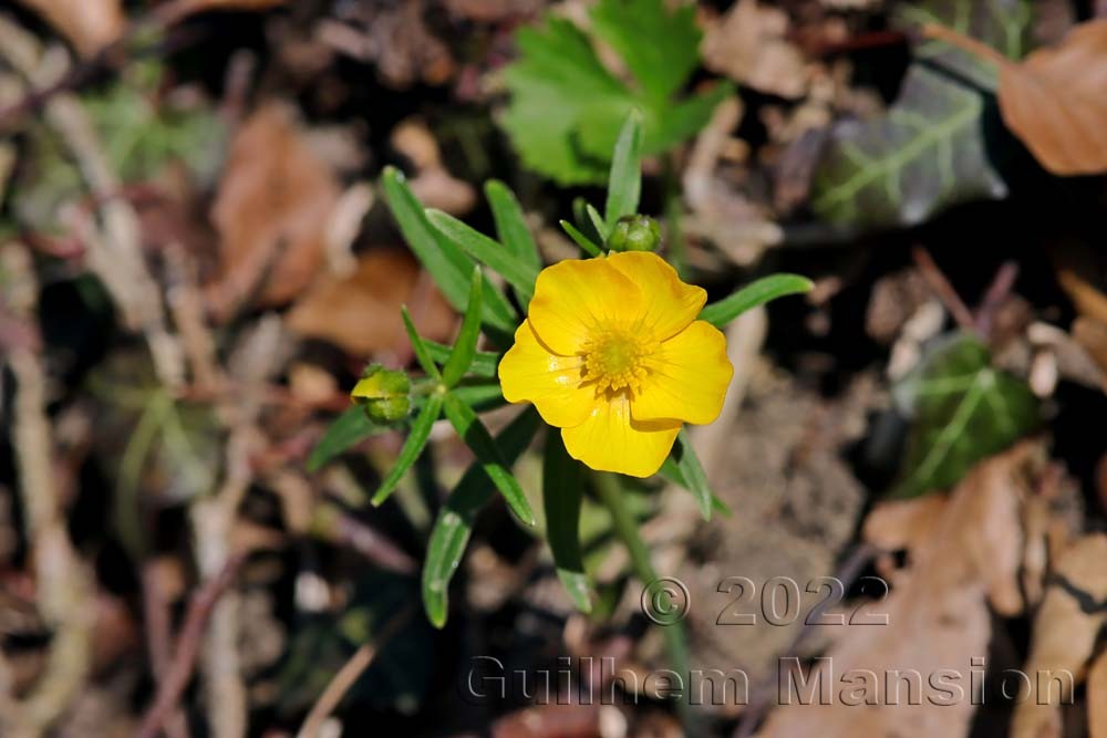 Ranunculus auricomus