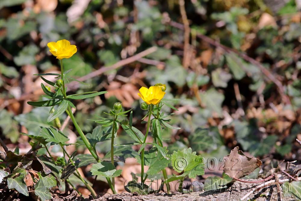 Ranunculus auricomus