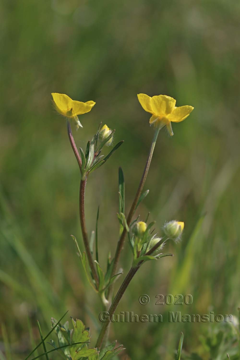 Ranunculus bulbosus