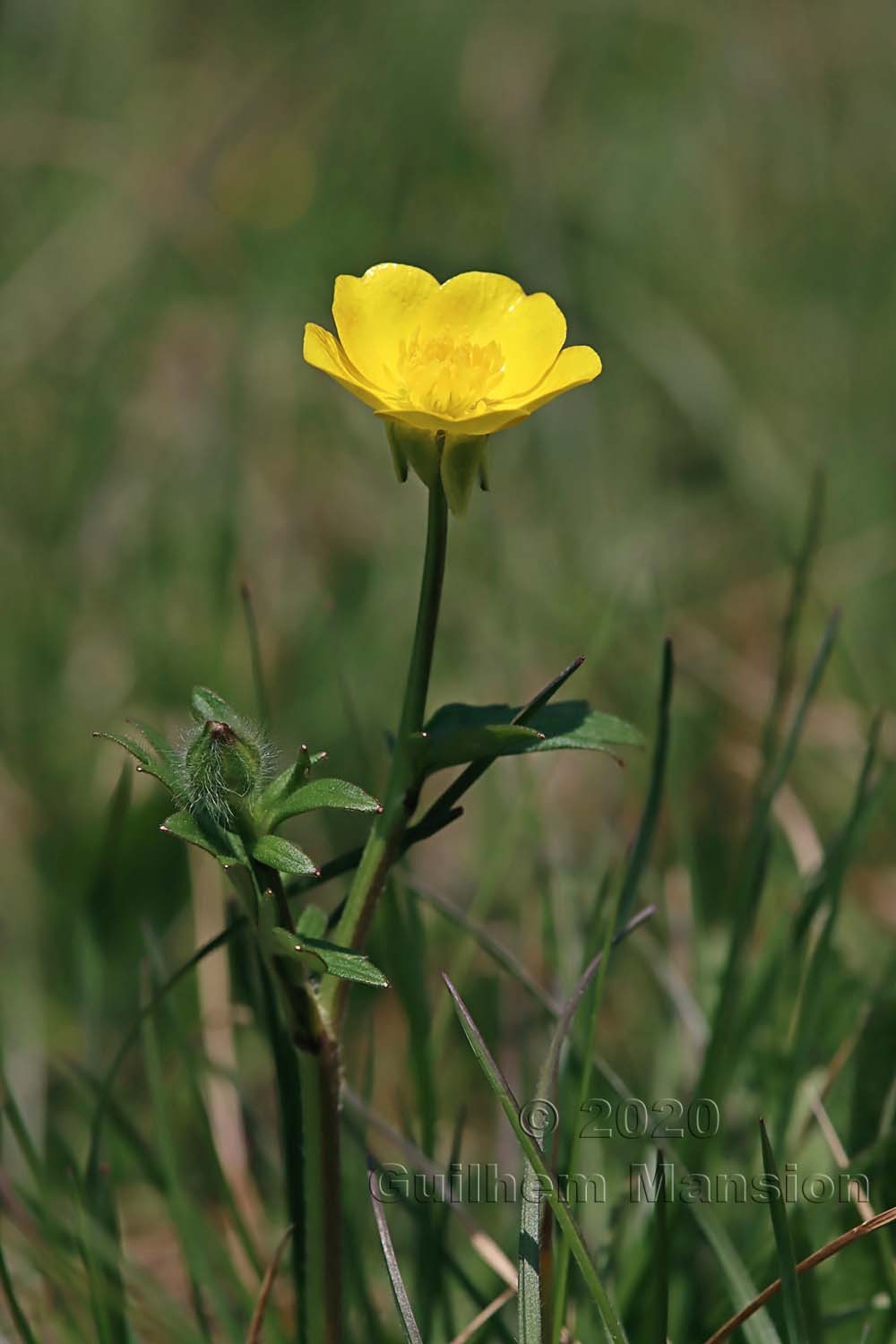 Ranunculus bulbosus