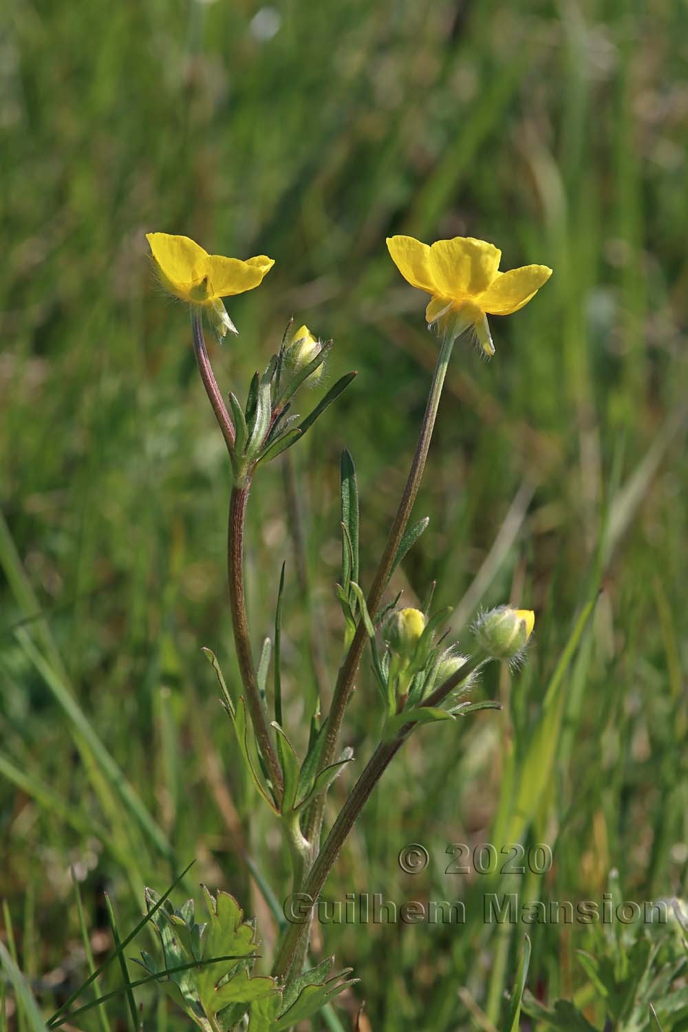 Ranunculus bulbosus