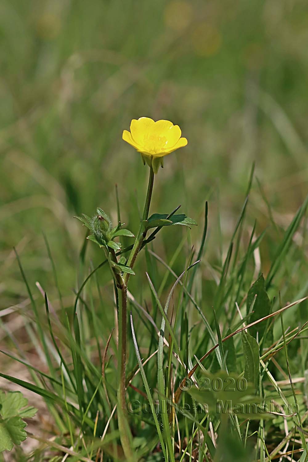 Ranunculus bulbosus