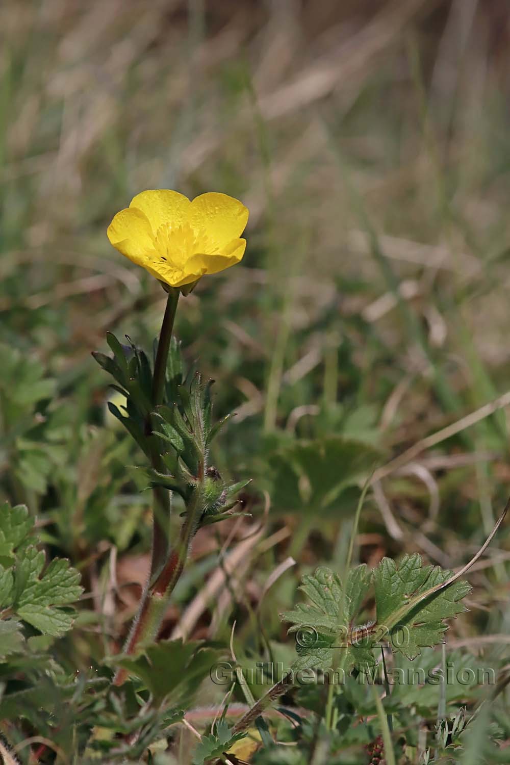 Ranunculus bulbosus