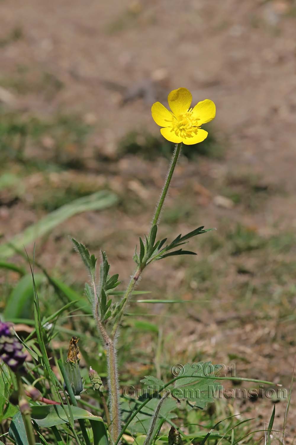 Ranunculus bulbosus