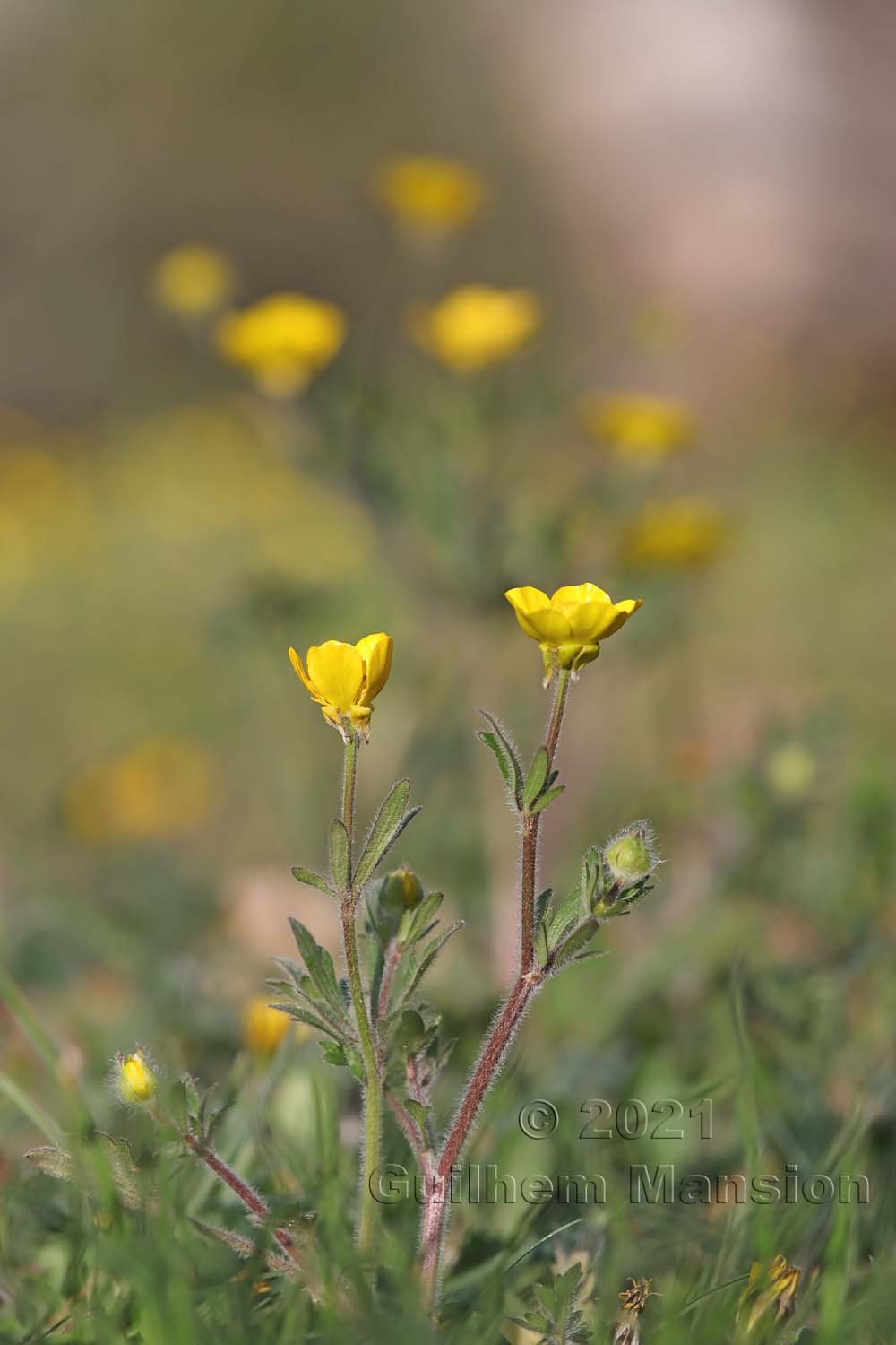 Ranunculus bulbosus