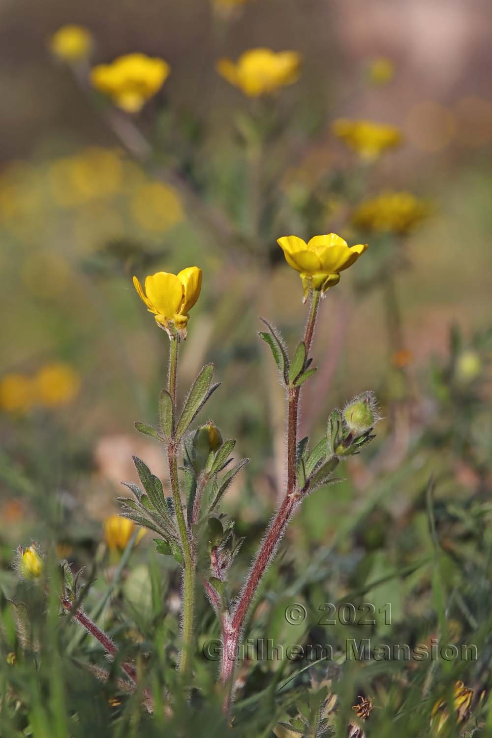 Ranunculus bulbosus