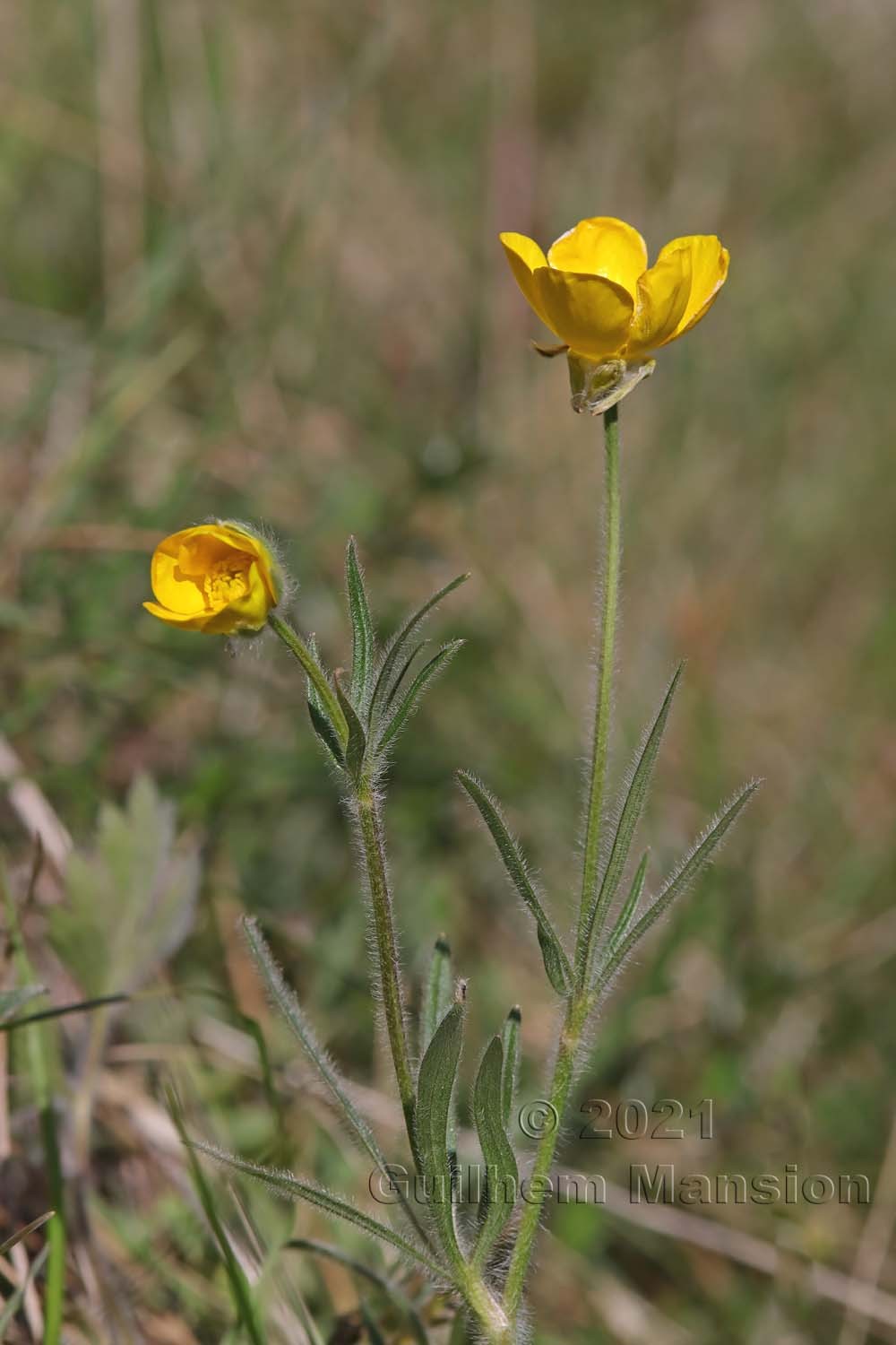 Ranunculus bulbosus