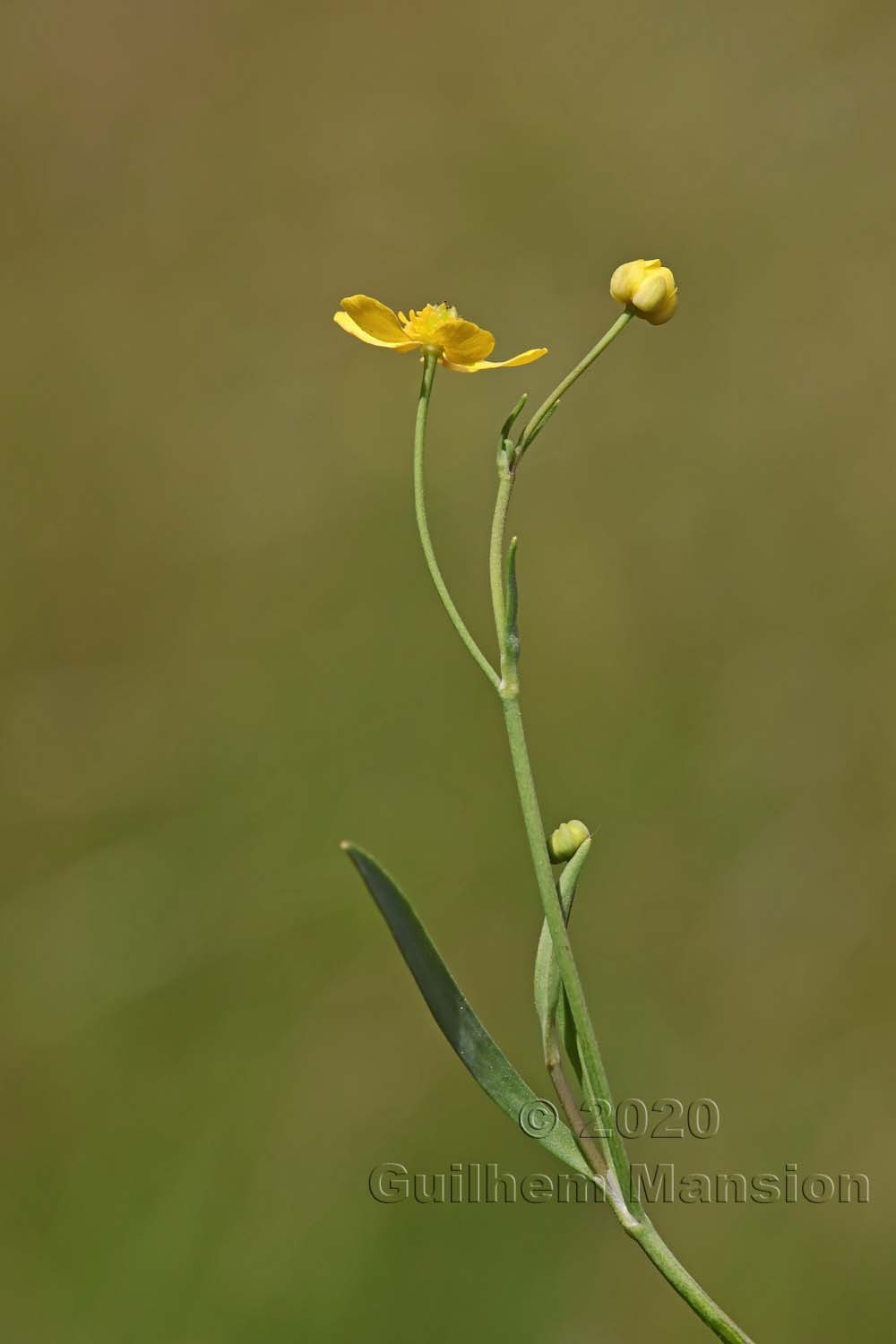 Ranunculus flammula