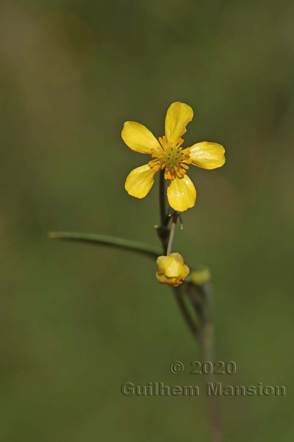 Ranunculus flammula