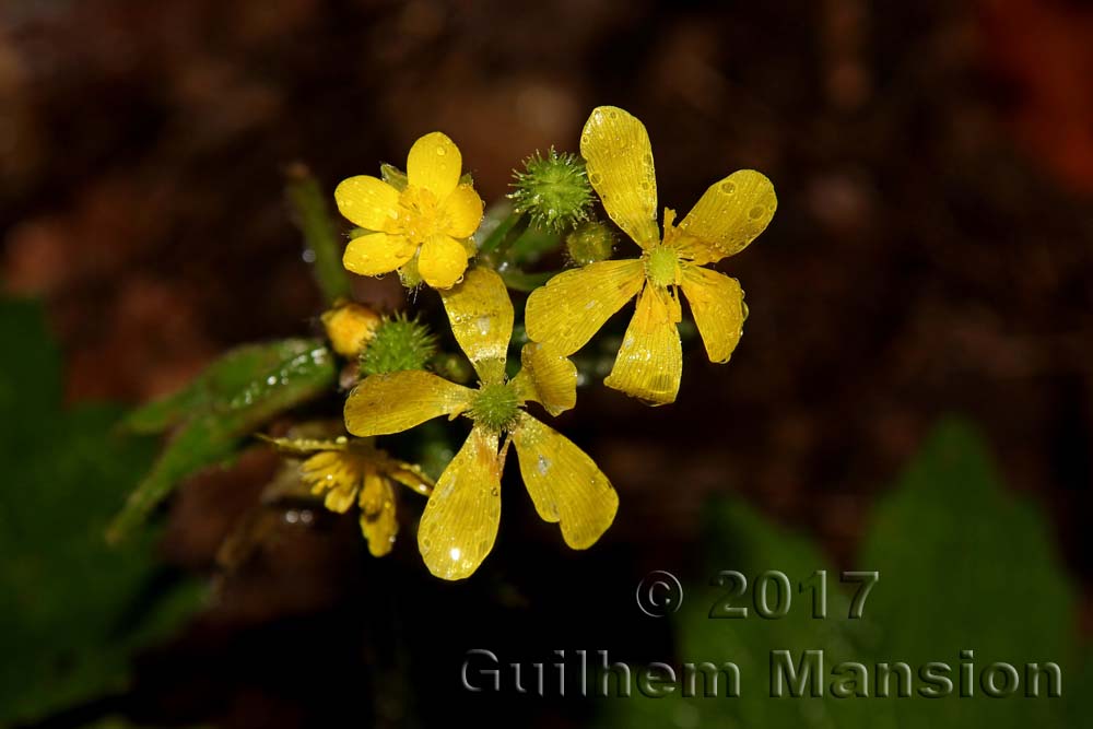 Ranunculus cortusifolius