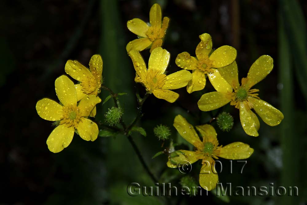 Ranunculus cortusifolius