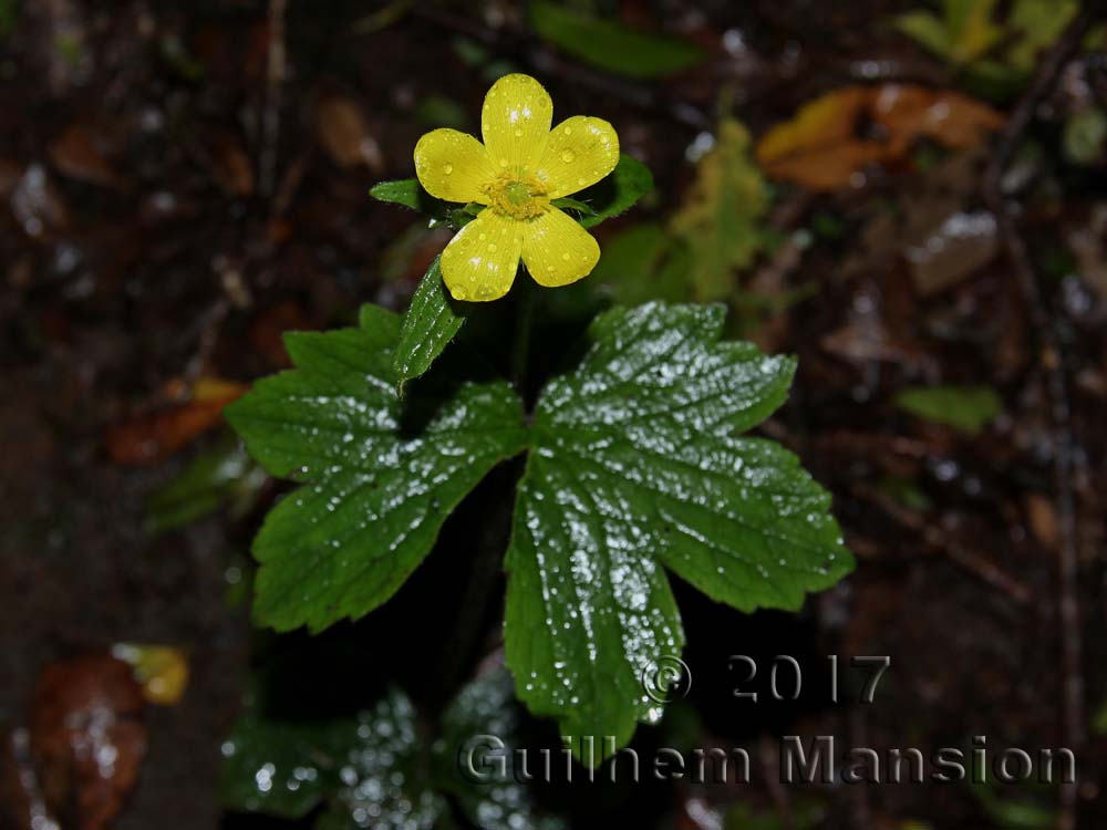 Ranunculus cortusifolius