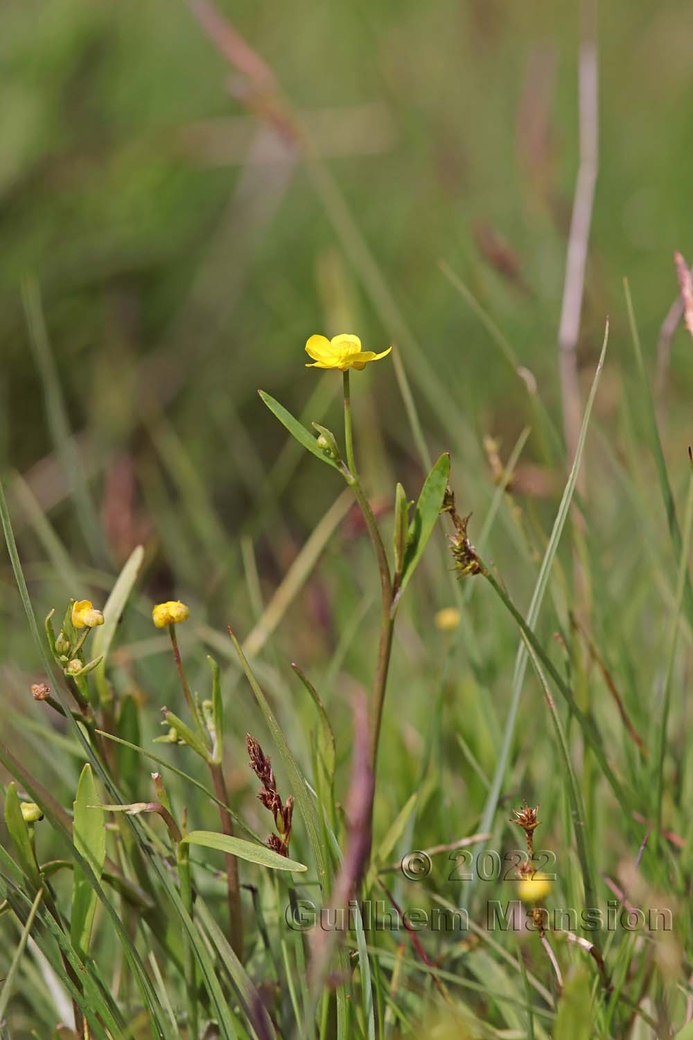 Ranunculus flammula