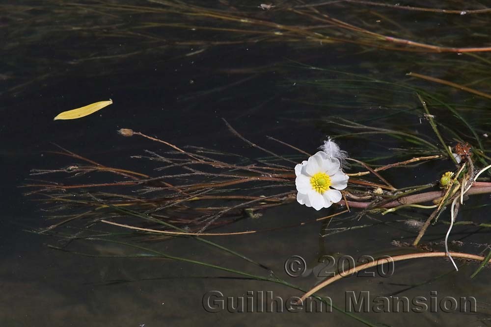 Ranunculus fluitans